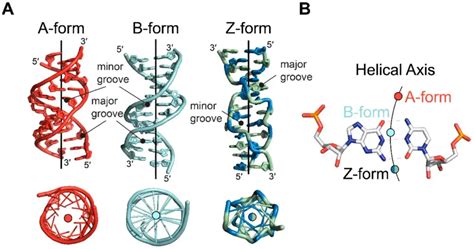 a b and z forms of dna.